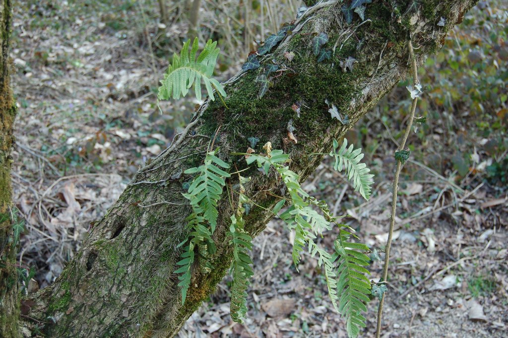 Polypodium cfr. vulgare